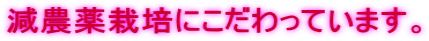 _͔|ɂĂ܂B